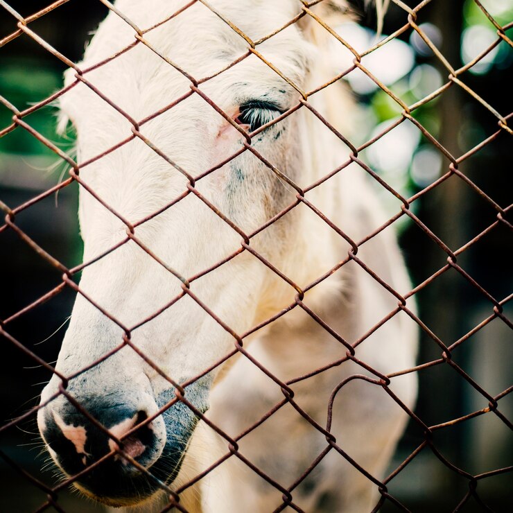 Free Photo horse ranch equine breed animal farm concept 