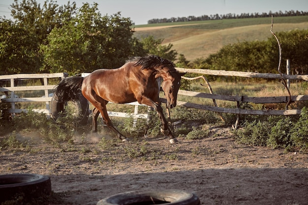 Летом лошадь бежит в загоне по песку. Животные на ранчо.