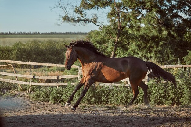 夏に砂の上のパドックで走っている馬。牧場の動物。