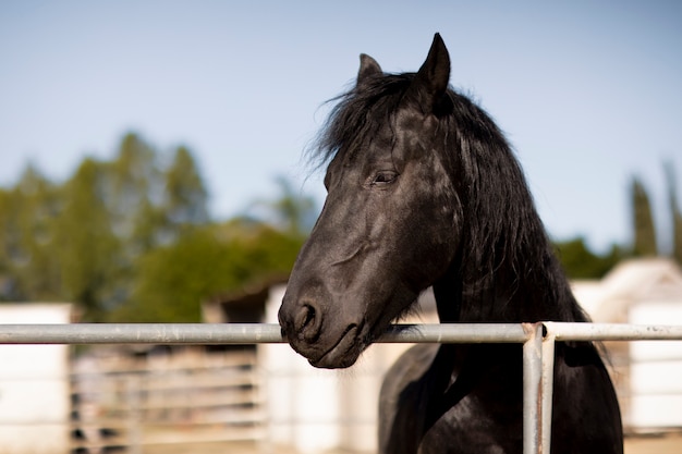 暖かい光に対する馬のシルエット