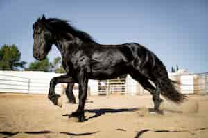 Foto gratuita siluetta del cavallo contro la luce calda