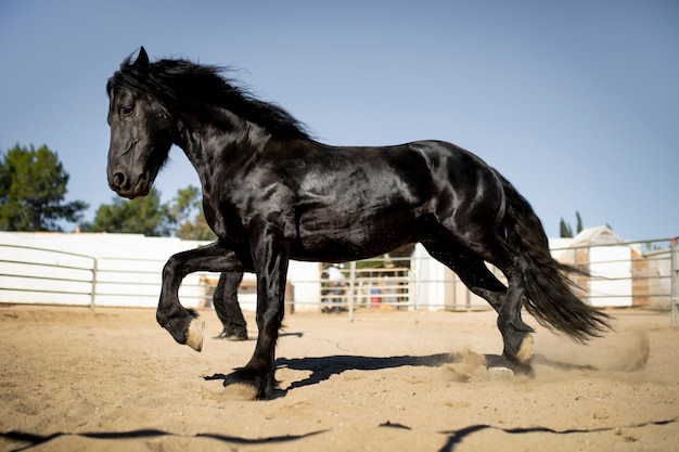 暖かい光に対する馬のシルエット