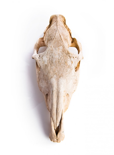 Free photo horse skull