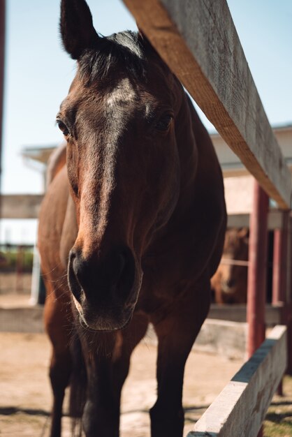 Horse standing outdoors. Looking aside.