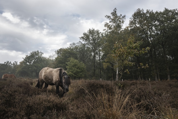 Horse walking in a field on a gloomy day
