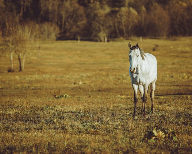 horse walking