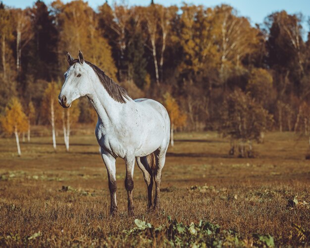 horse walking