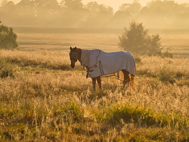 Horse wearing clothes standing in a field surrounded by greenery under sunlight