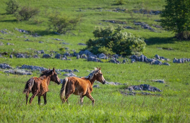 Foto gratuita cavallo