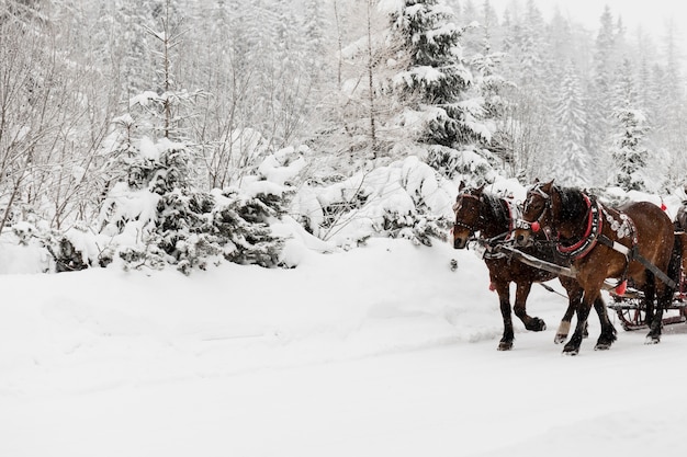 Horses carrying sledge in winter