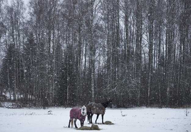 雪の結晶の中に森の近くの雪に覆われた地面に立っているコートの馬