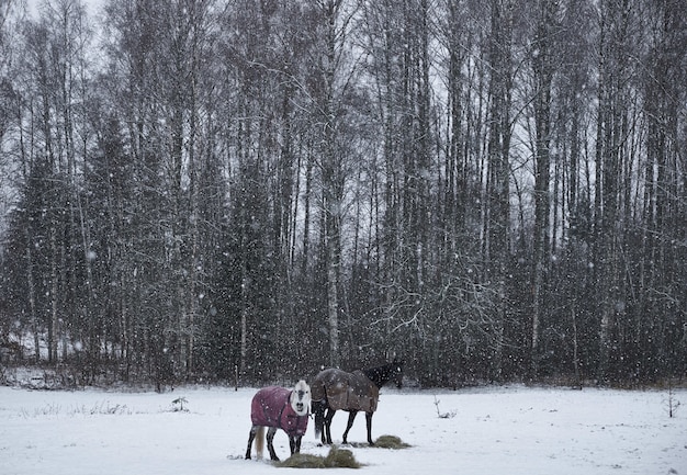 Horses in coats standing on the snowy ground near the forest during the snowflake