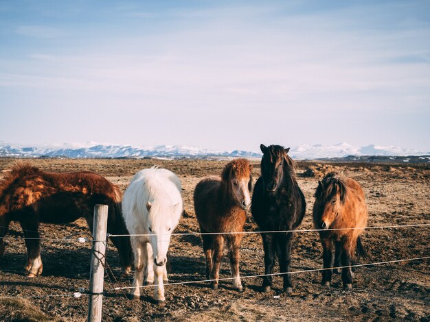 牧草地に立っているさまざまな色の馬