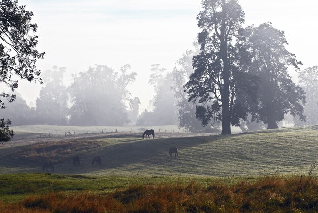 Лошади, пасущиеся в поле с высокими деревьями в дневное время в туманный день