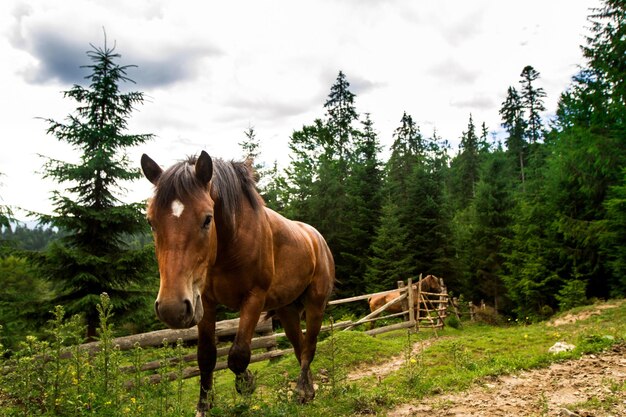 ウクライナのカルパティア山脈の牧草地で放牧している馬。森