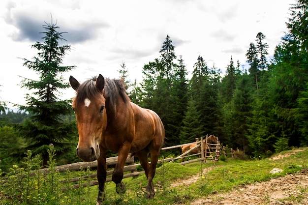 Horses grazing in meadow of Ukrainian Carpathians. Forest