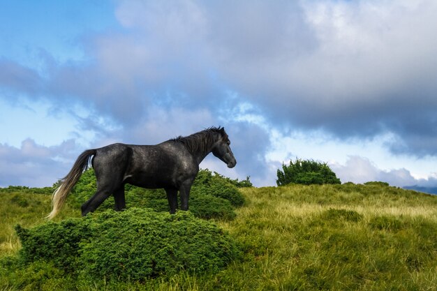 ウクライナのカルパチア山脈の牧草地で放牧する馬。