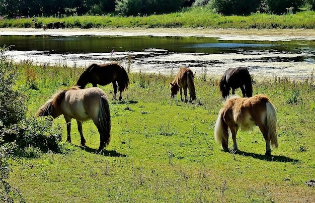 農村部の湖の近くの谷で放牧している馬