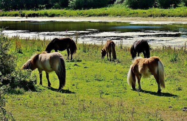 Лошади пасутся в долине у озера в сельской местности