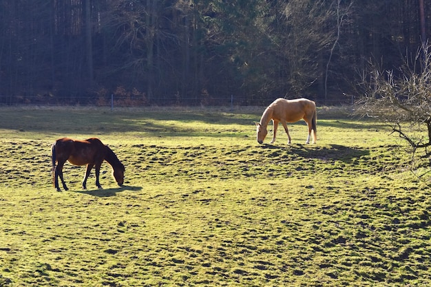 Free photo horses in the meadow