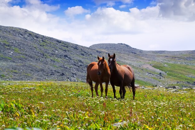 horses on  meadow