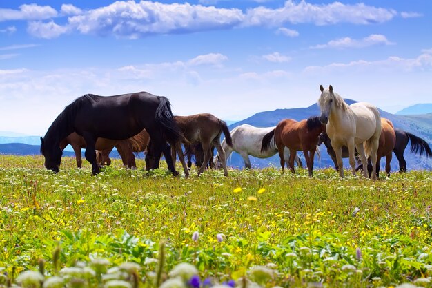 horses on mountains meadow