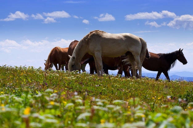 Free photo horses on mountains meadow