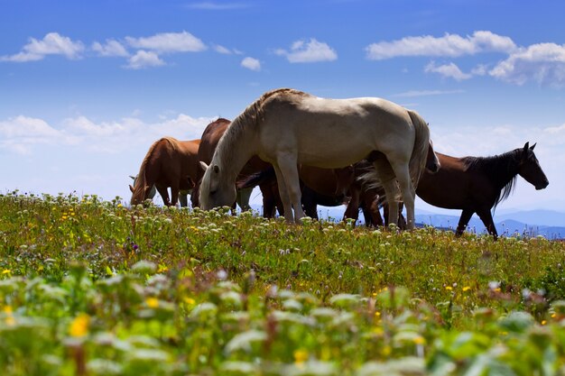 horses on mountains meadow
