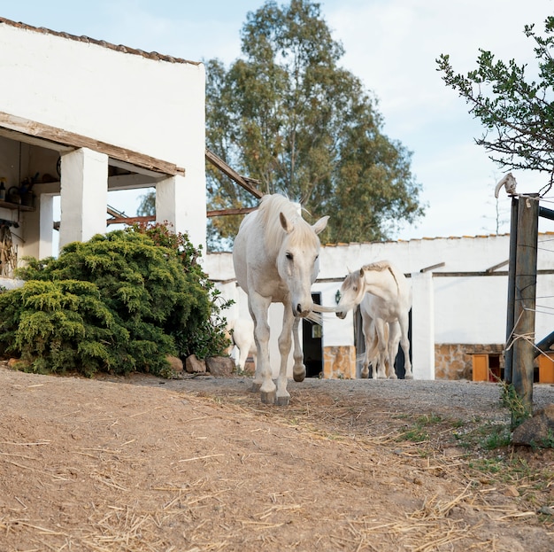 Лошади на ферме бесплатно гуляют