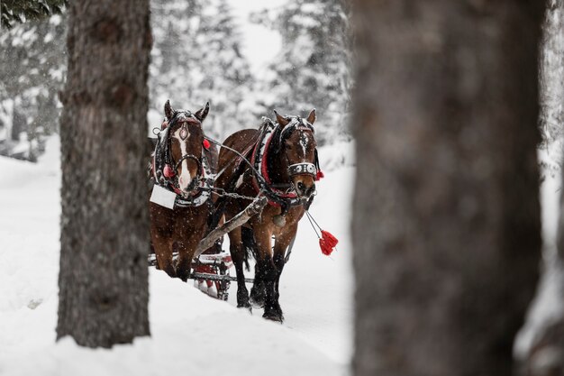 Horses running on cold winter forest