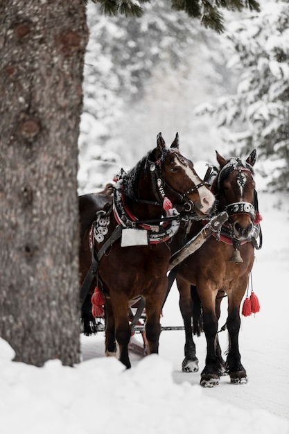 Horses running on forest