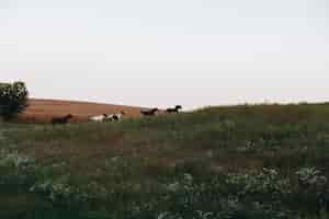 Free photo horses running on a hill