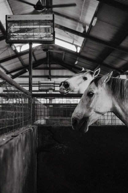 Foto gratuita cavalli in stalla. il cavallo che fa capolino dalla stalla