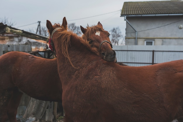 Foto gratuita cavalli che accarezzano in una fattoria