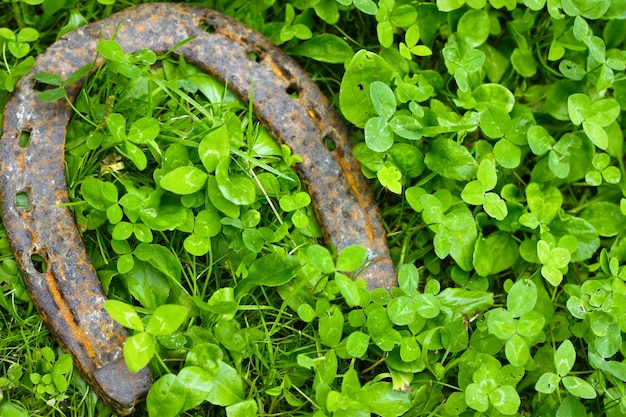 Free photo horseshoe on clovers