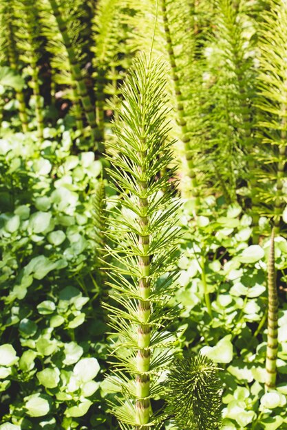 Horsetail plant in forest