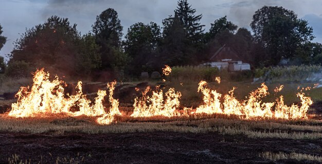 On a hot summer day, dry grass is burning on the field. Burning field with dry grass.