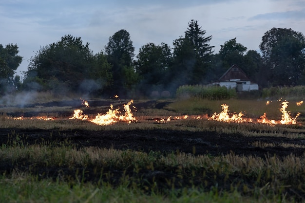 In una calda giornata estiva, l'erba secca brucia sul campo. campo in fiamme con erba secca.