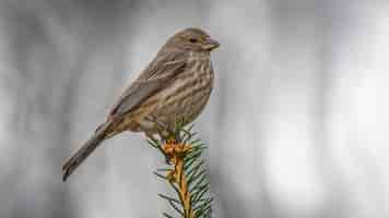 Free photo house finch