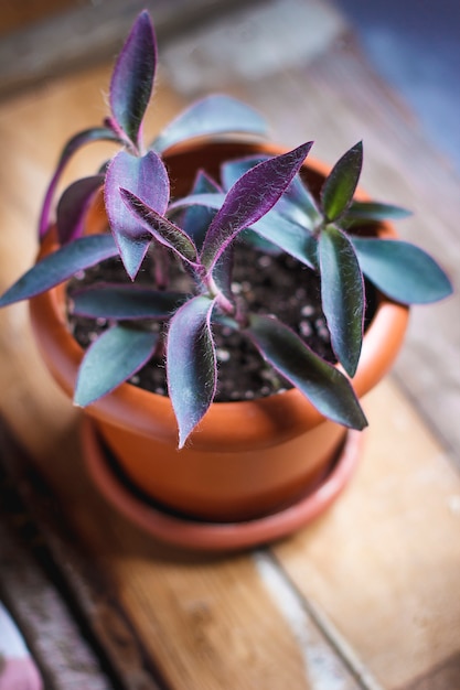 House plant interior