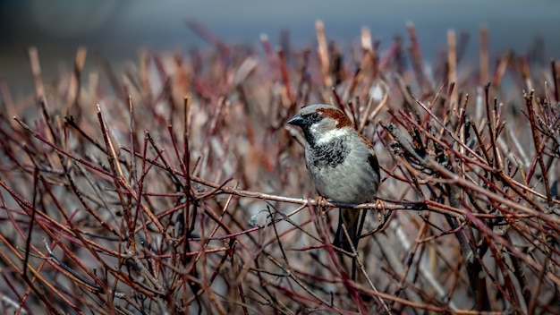 Free photo house sparrow on a branch