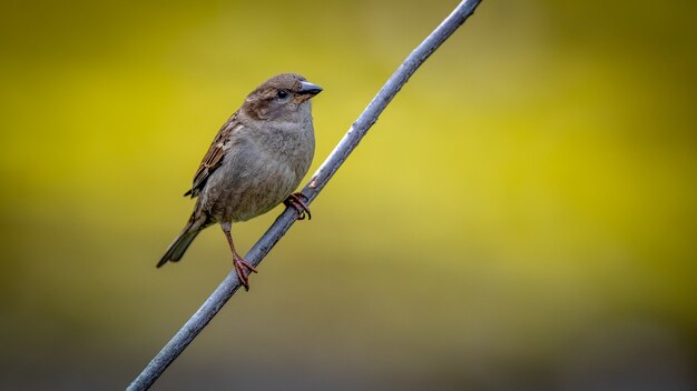 House Sparrow on a branch