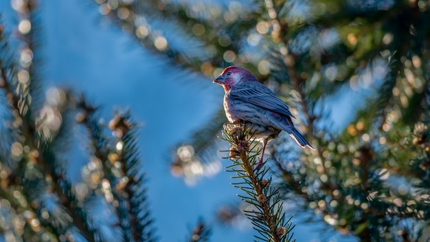 Free photo house sparrow on a branch