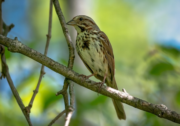 Free photo house sparrow  (passer domesticus)