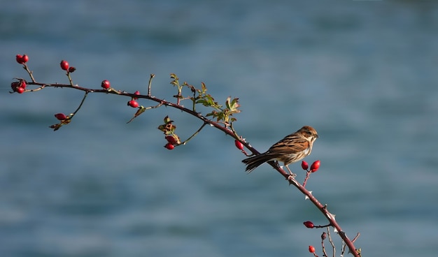 House sparrow perched on a branch with berries
