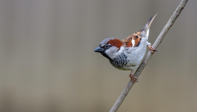 Free photo house sparrow