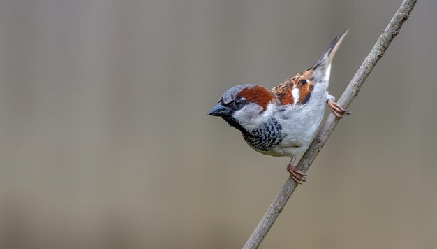 House Sparrow