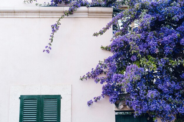 House with a plant of purple flowers