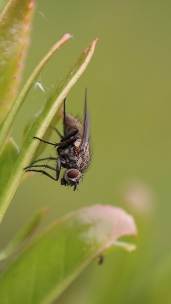 Housefly on a leaf