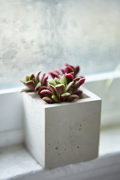 Houseplant in a concrete flowerpot on a window sill inside a room